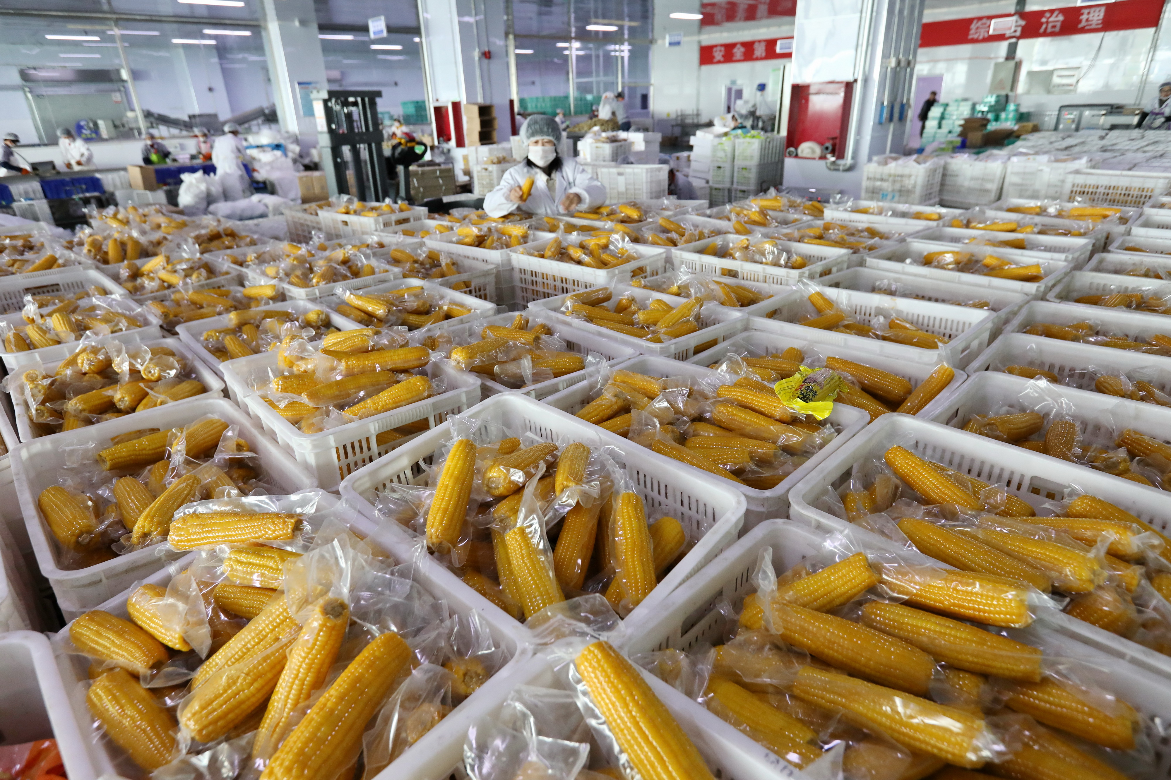 小營盤鎮 工人們高效分揀鮮食玉米，助力農副產品提質增效