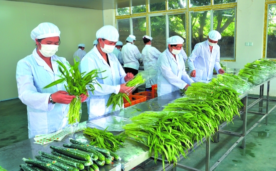 綠色南塘 美麗家園 泉州水產(chǎn)業(yè)賦能鄉(xiāng)村振興新篇章